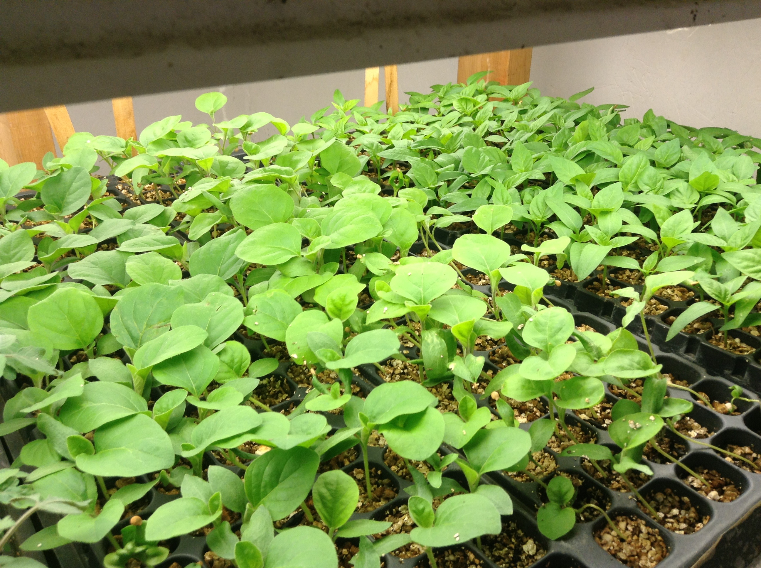 Aubergines et poivrons en croissance active