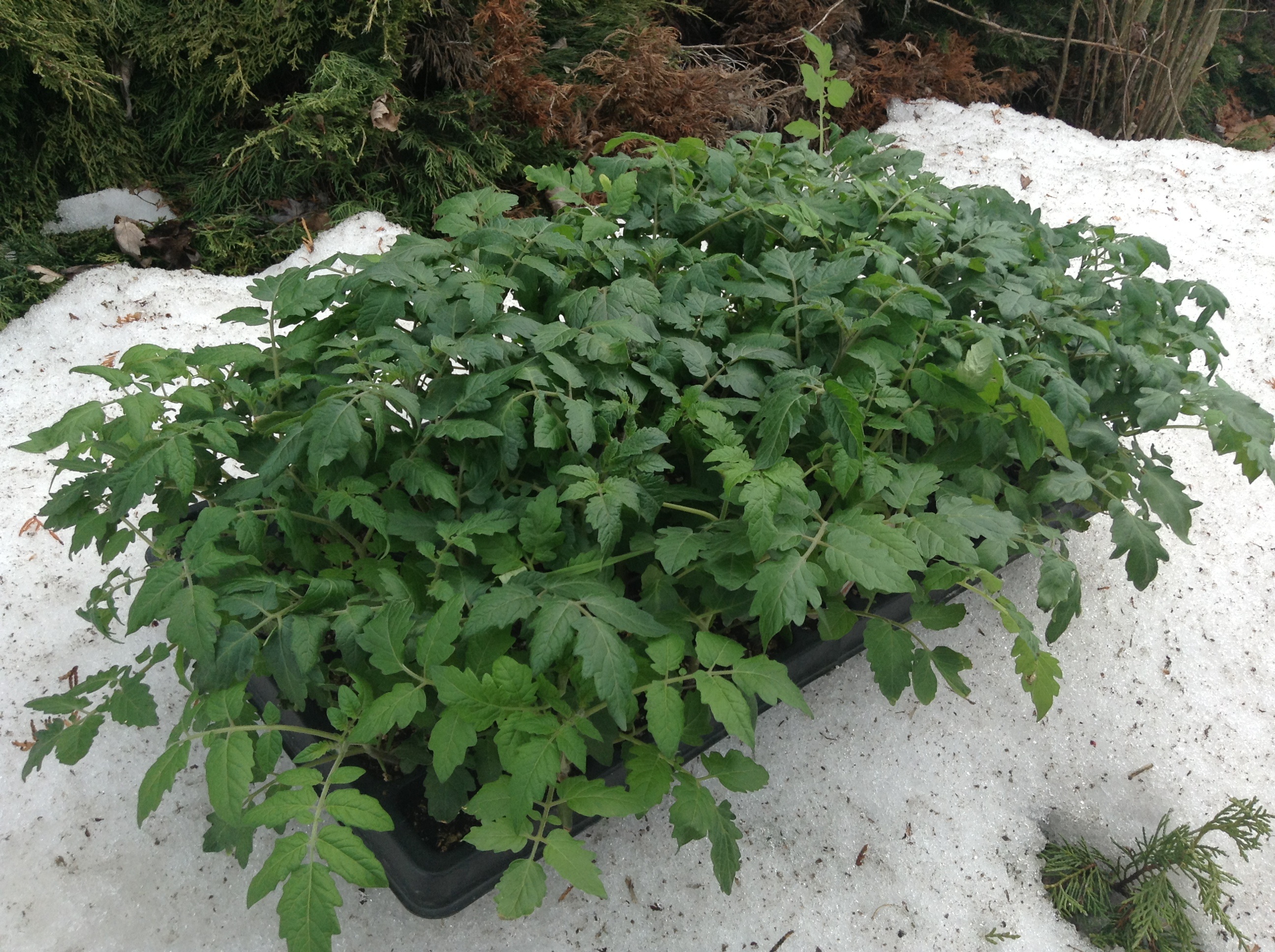 50 plants de tomates cerises prêts à être repiqués