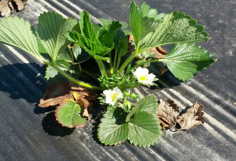 Fraisier en début de floraison
